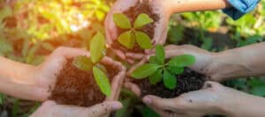 Four hands gently hold young plants, showcasing the nurture aspect of growth.