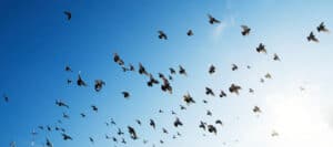 A flock of birds in flight against a clear blue sky.