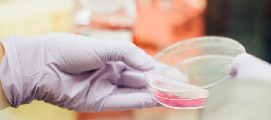Close-up of gloved hands holding a petri dish with a pink substance.