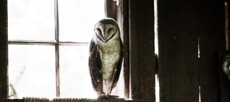Barn owl perched on windowsill, contemplating meaning in life. Nihilism.