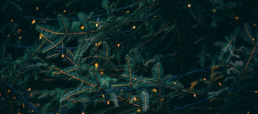 Dark evergreen branches with warm string lights; a search for meaning in the darkness.