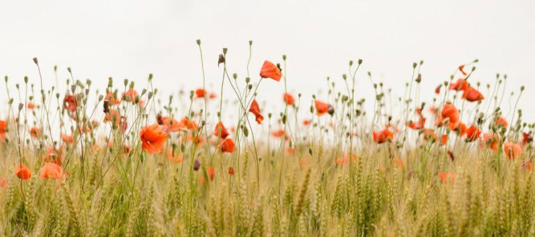 Field of red poppies and wheat, symbolizing nature's beauty and the interconnectedness of all things.