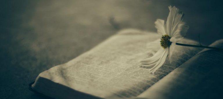 Open book with a delicate white flower resting on its pages.