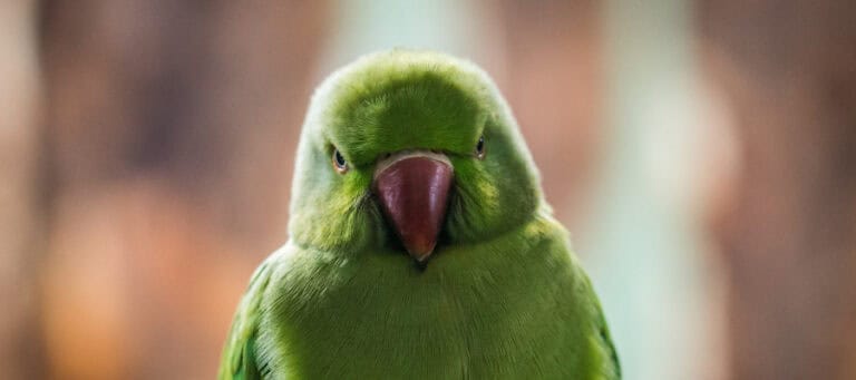 Close-up of a green rose-ringed parakeet