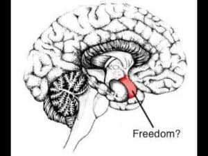 Diagram of the human brain highlighting the prefrontal cortex, related to free will.