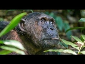 Close-up of a chimpanzee's thoughtful face, advocating for nonhuman rights.
