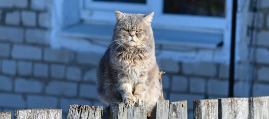 Gray cat sitting on a wooden fence