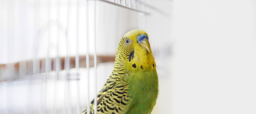 A yellow and green budgie in a cage.