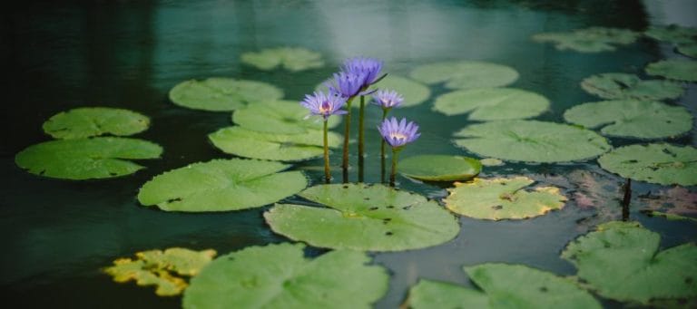 Purple water lilies blooming on a pond.