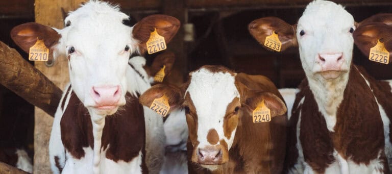 Four young calves with ear tags numbered 2210, 2233, 2240, and 2226 stand in a barn.
