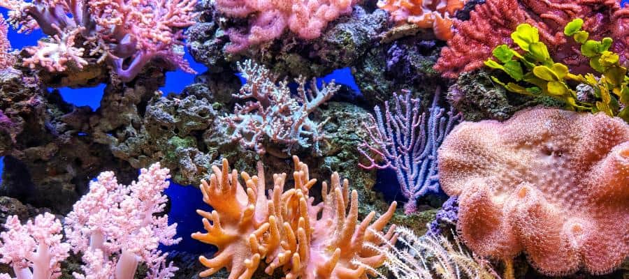 Vibrant coral reef teeming with diverse marine life.