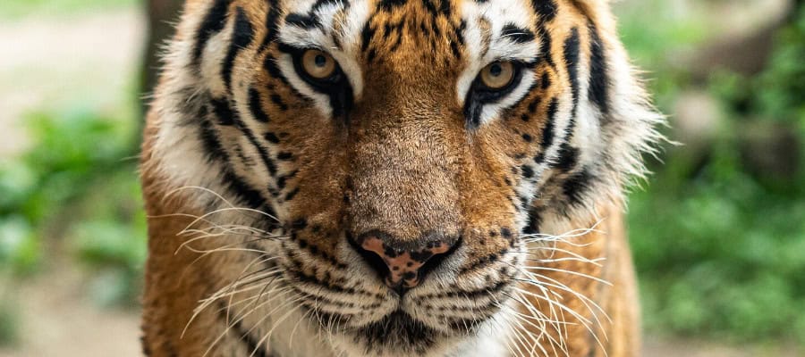 Close-up of a tiger's intense gaze.