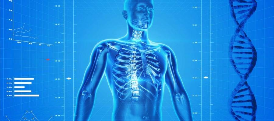 Transparent 3D anatomical model of the human torso, highlighting the rib cage and spine.