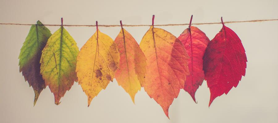 Autumn leaves in various colors of red, orange, and yellow hang on a clothesline.