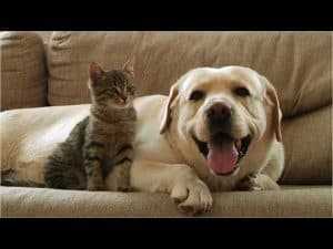 Happy Labrador dog and tabby cat cuddling on a couch