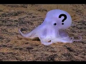 A translucent octopus on the ocean floor. Its mind is a mystery.