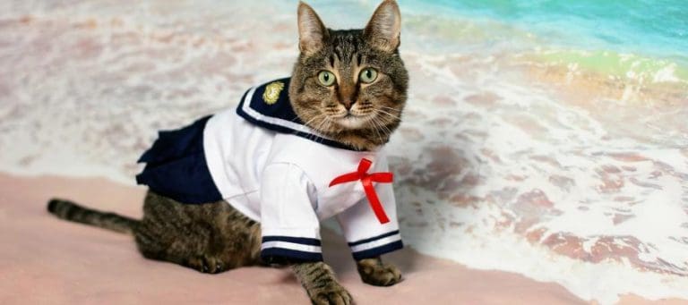 Adorable tabby cat wearing a sailor school uniform, sitting on a beach.