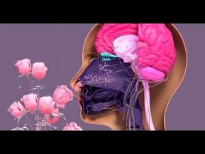 Cross-section of head smelling roses; olfactory system highlighted. Philosophy of smell.