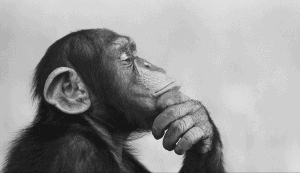 A chimpanzee thoughtfully strokes its chin, showcasing the complexity of animal minds.
