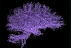 Purple 3D rendering of brain's neural pathways. Exploring consciousness through neuroscience.