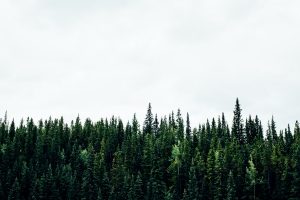 Dense evergreen forest against a bright sky. Illustrates environmental conservation.