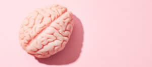 Pink model of a human brain on a pink background. The mystery of mind.