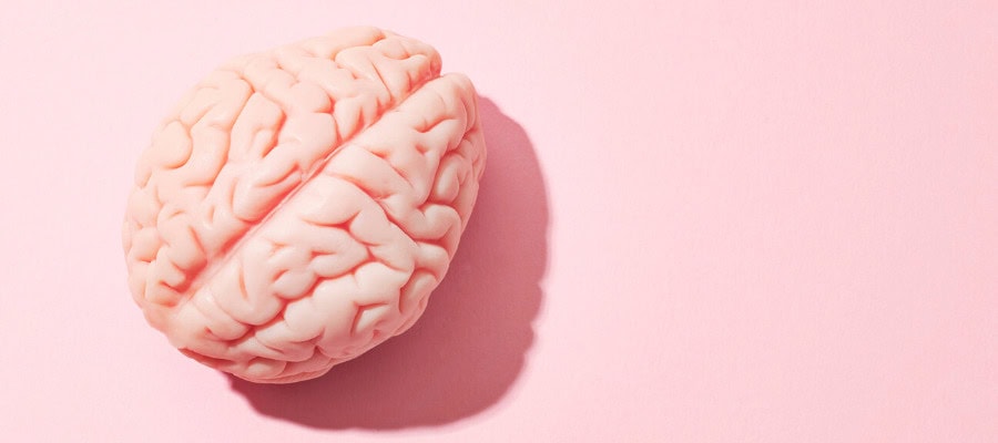 Pink model of a human brain on a pink background. The mystery of mind.