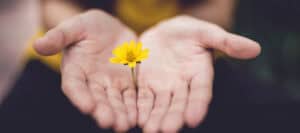 Hands cupped gently holding a single yellow flower, symbolizing reconciliation.
