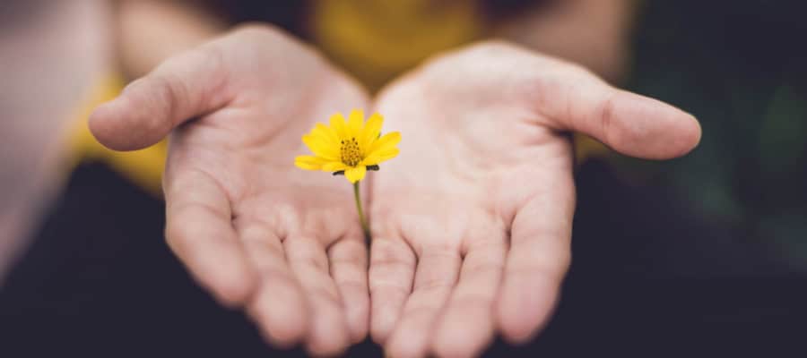 Hands cupped gently holding a single yellow flower, symbolizing reconciliation.