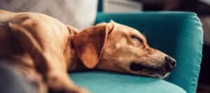 A golden retriever dog peacefully sleeping on a teal couch, dreaming.