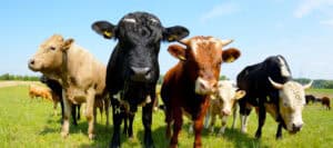 Several cattle, including a black bull and a brown bull, graze peacefully in a lush green pasture. Animal rights.