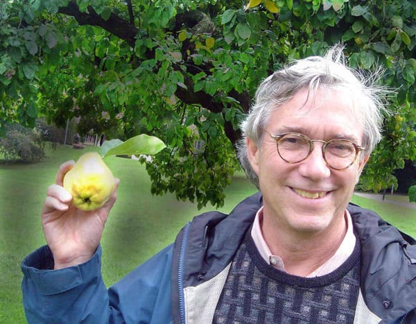 Man holding a quince fruit under a quince tree.