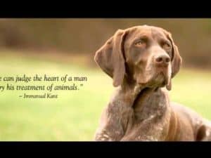 German Shorthaired Pointer dog, thoughtful expression, quote about judging a man by his treatment of animals.
