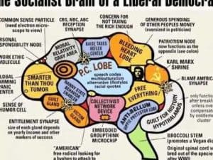 Infographic: The Socialist Brain of a Liberal Democrat, depicting a brain divided into sections representing political ideologies.