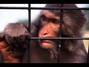 Sad monkey behind bars in captivity